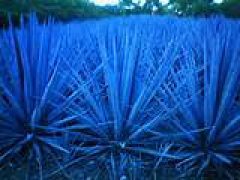 agave azul
